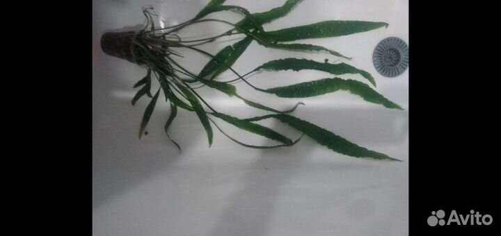 Криптокарина аквариумное растение