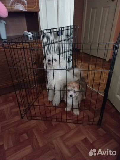 Маленький щенок