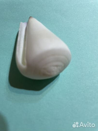 Морские ракушки раковины