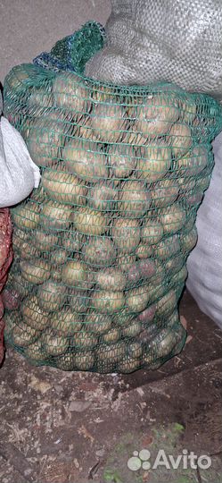 Картофель домашний