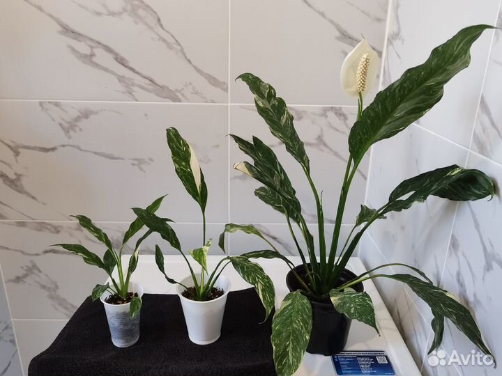 Спатифиллум 