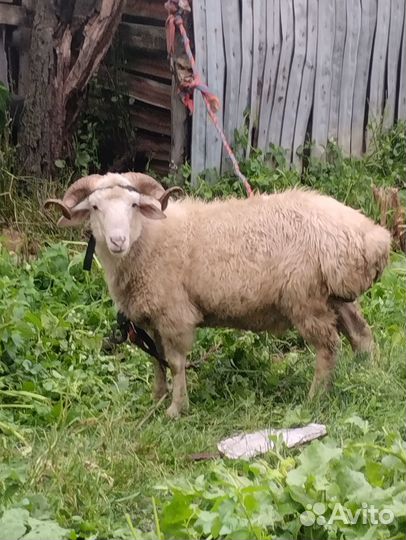 Продаю Барана