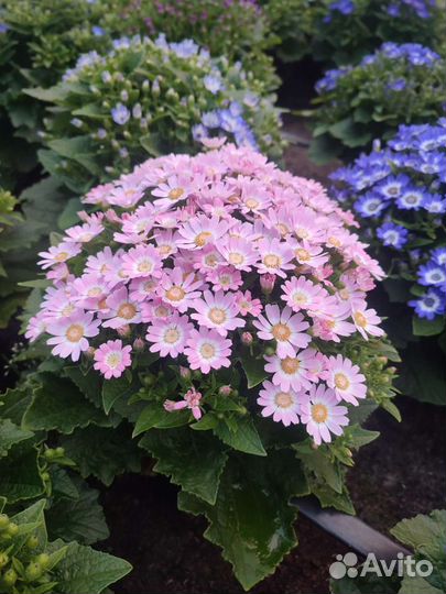 Предзаказ рассада Цинерарии к 8 марта