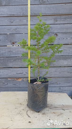 Лиственница