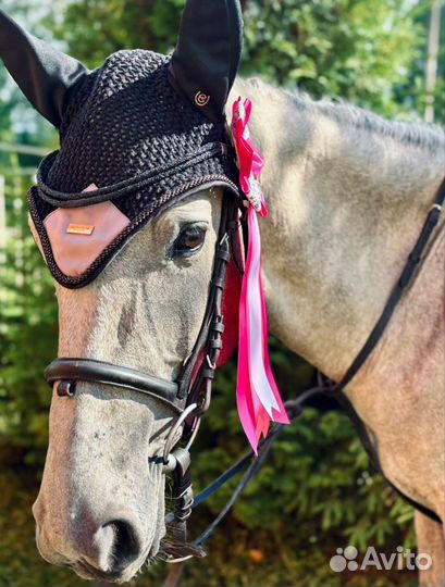 Пони в спорт