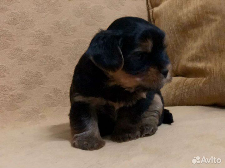 Йоркширский терьер