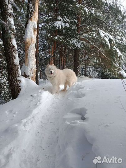 Самоед.Вязка