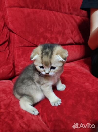 Шотландские котята