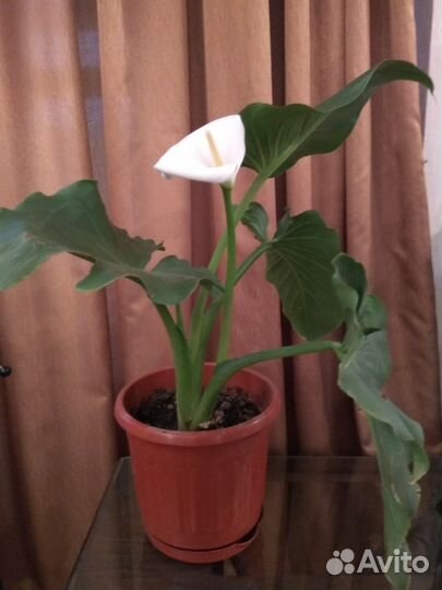 Калла (Зантедесхия Эфиопская)