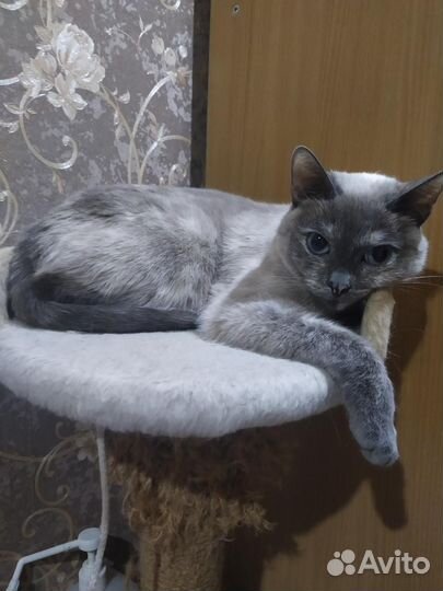 Отдам бесплатно
