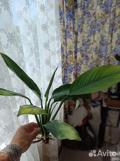 Спатифиллум