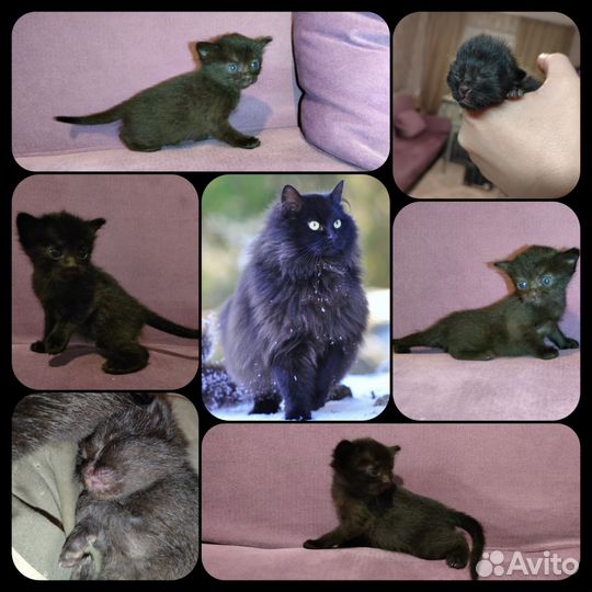 Сибирские котята