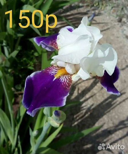 Ирисы гафрированные