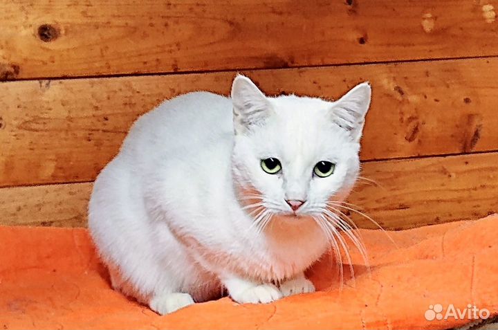 Спасённая белая кошечка Зефира. В дар