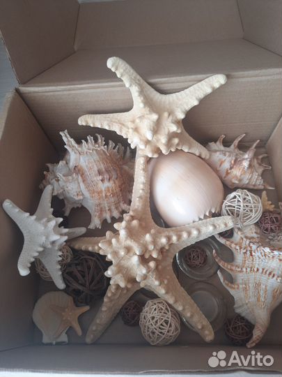 Набор морских звезд, раковин