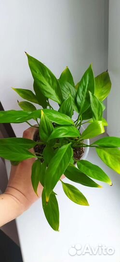 Спатифиллум сортовой