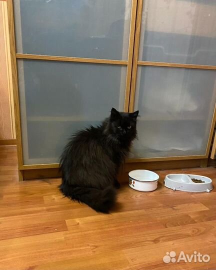 Ищет дом замечательная Кошка Лада