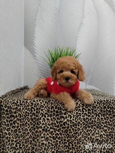 Мальтипу мальчик