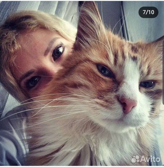 Кэтситтер, Котоняня, Зооняня, Няня для животных