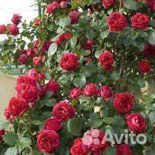 Роза красная плетистая рэд эден, 7 литров
