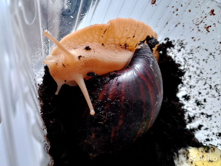 Улитки ахатины