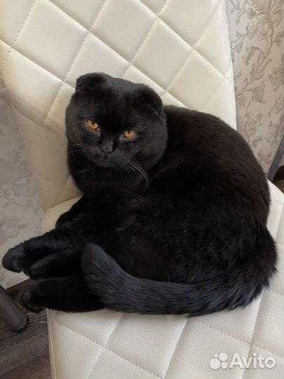 Шотландский вислоухий кот для вязки