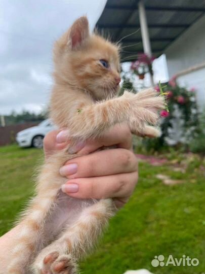 Шотланский котенок