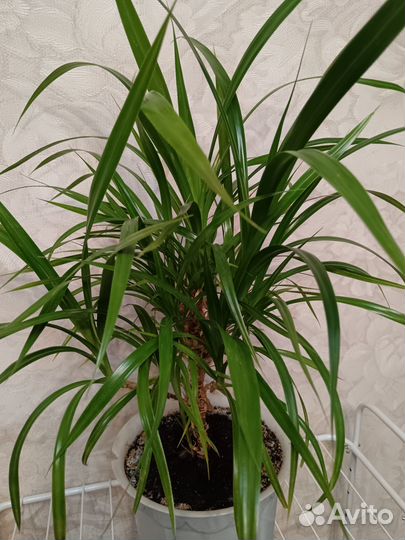 Пальма пандус