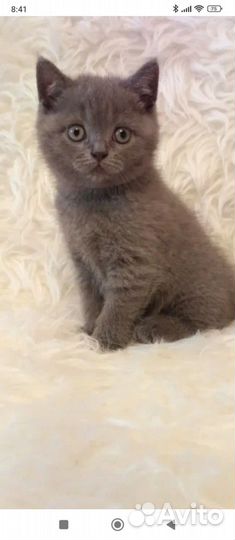 Британская