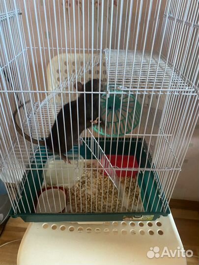 Крыса дамбо с клеткой