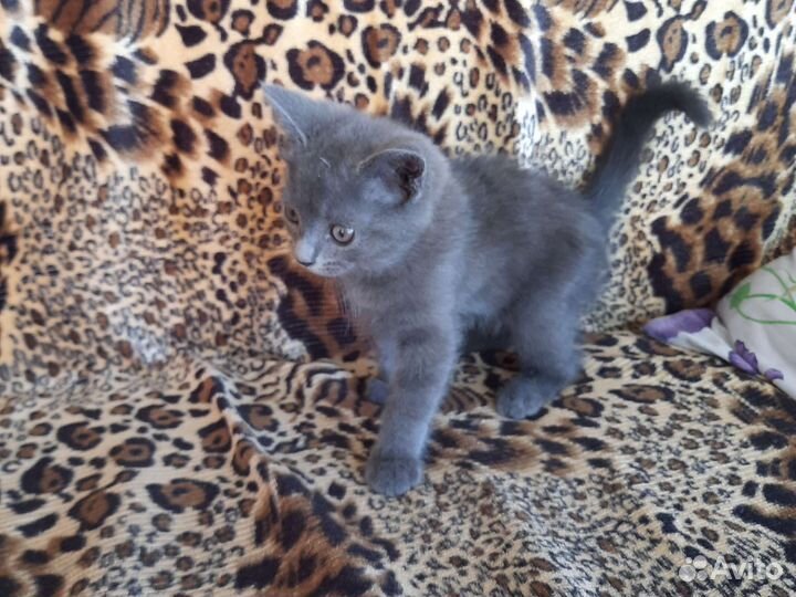 Серый беспородный котёнок(девочка) 2 месяца