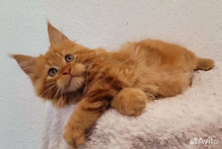 Настоящий мейн кун тяжеловес