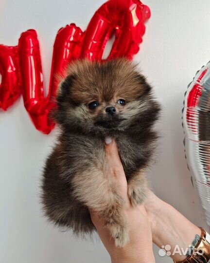Мини девочка Шпиц