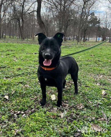 Собаки бесплатно в добрые руки