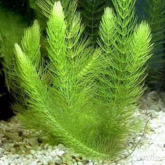 Растения для аквариума