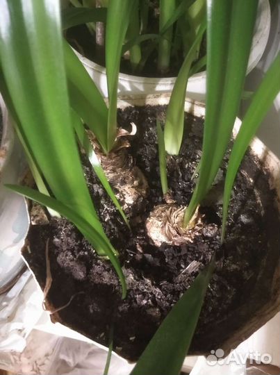 Комнатные растения