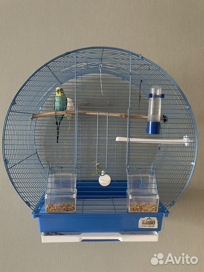 Клетка с попугаем
