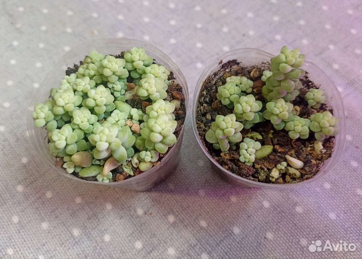 Суккуленты почтой часть 3 из 9