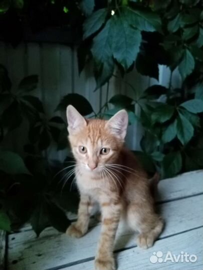 Котята бесплатно