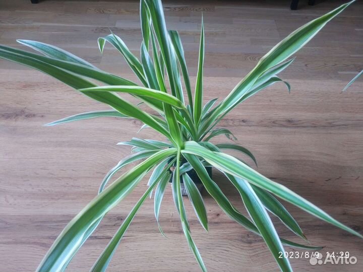 Комнатные растения