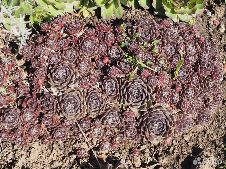 Каменная роза (молодило)