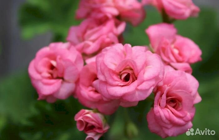 Розебудная Пеларгония герань сортовая