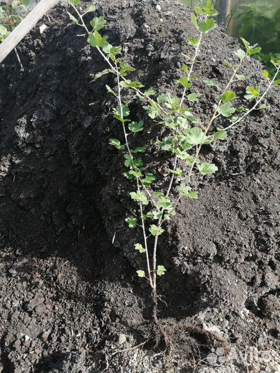 Саженцы крыжовника