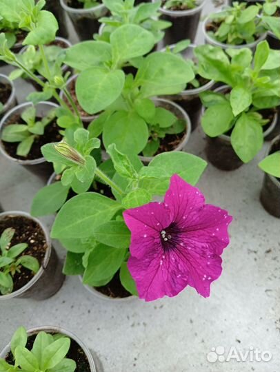 Рассада петунии