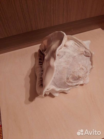 Ракушка морская большая