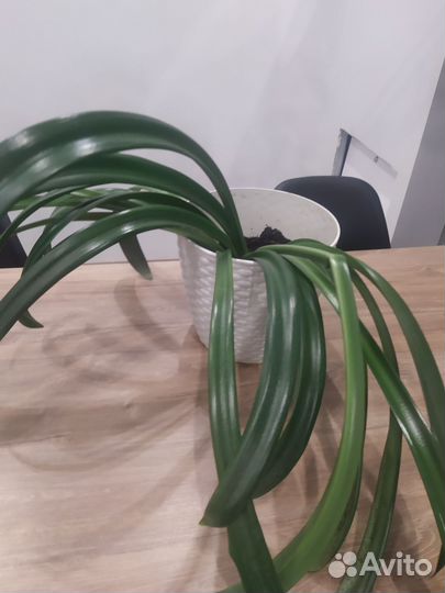 Гиппеаструм- лилия комнатная оранжевая