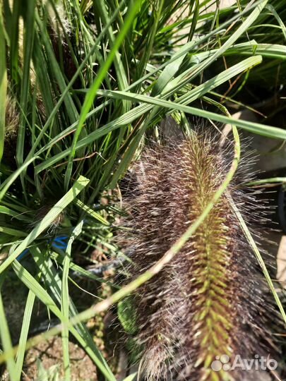 Многолетние садовые растения