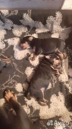 Кутята ягд терьер кобельки