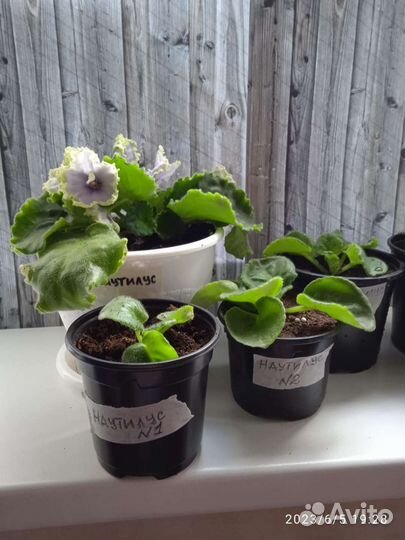 Фиалка (наутилус)