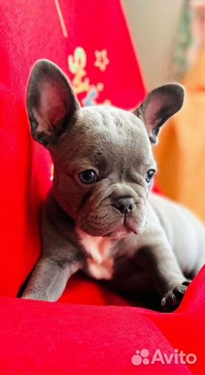 Французский бульдог голубой, лиловый щенки